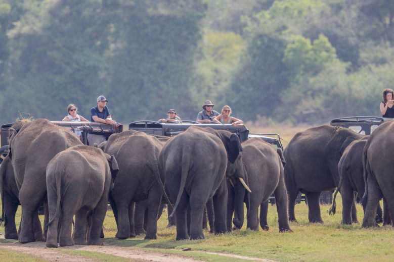 Wildlife Tour Tips for Sri Lanka Travellers